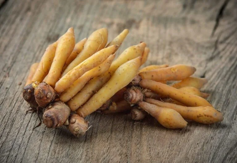 bumbu dapur temu kunci