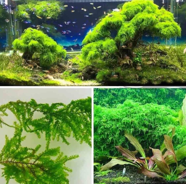 weeping moss aquascape