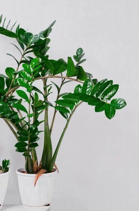 zz plant