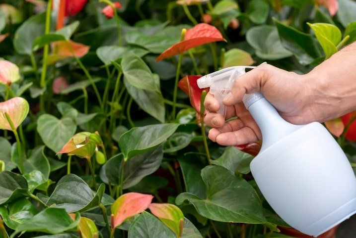 agar tanaman hias berdaun lebat