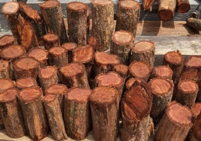 Tanaman Akar Bajakah: Ayo Lebih Tahu!