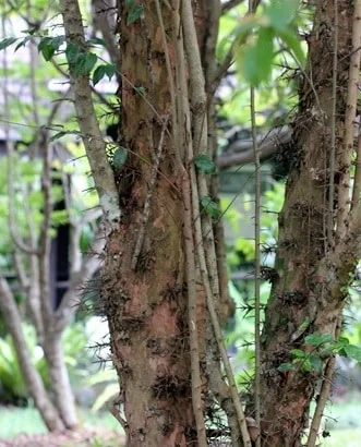 Pohon rukem