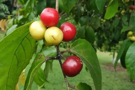 buah rukem
