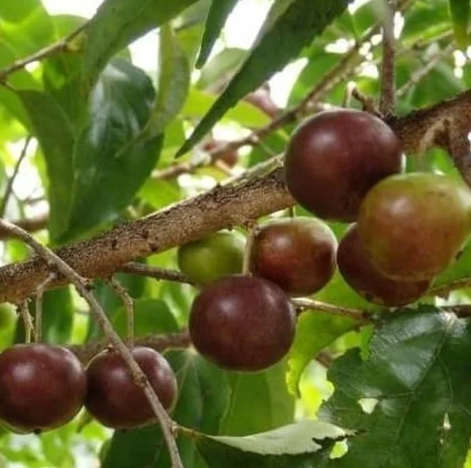 buah rukem