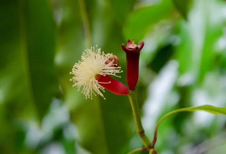 bunga cengkeh
