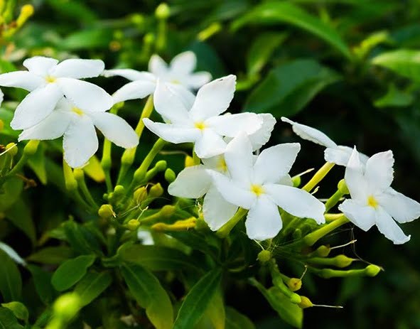 tetanam | Bunga Melati: Siapa yang tidak Mengenalnya? bunga melati