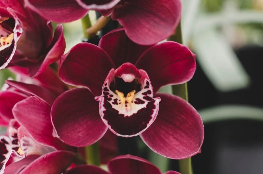 bunga orchid