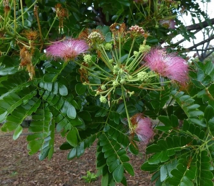 pohon trembesi