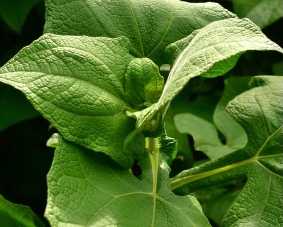 daun insulin