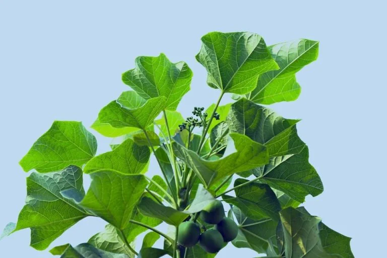tanaman daun jarak