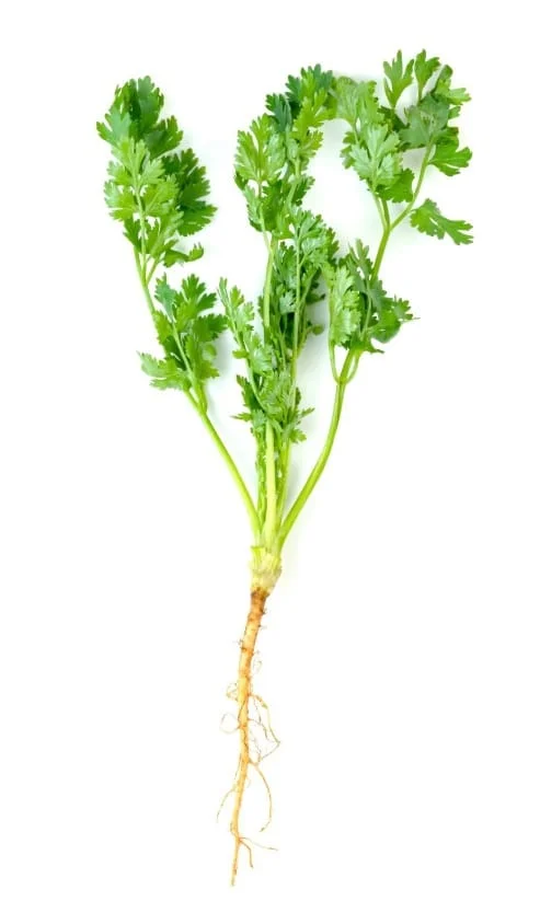 gambar daun ketumbar
