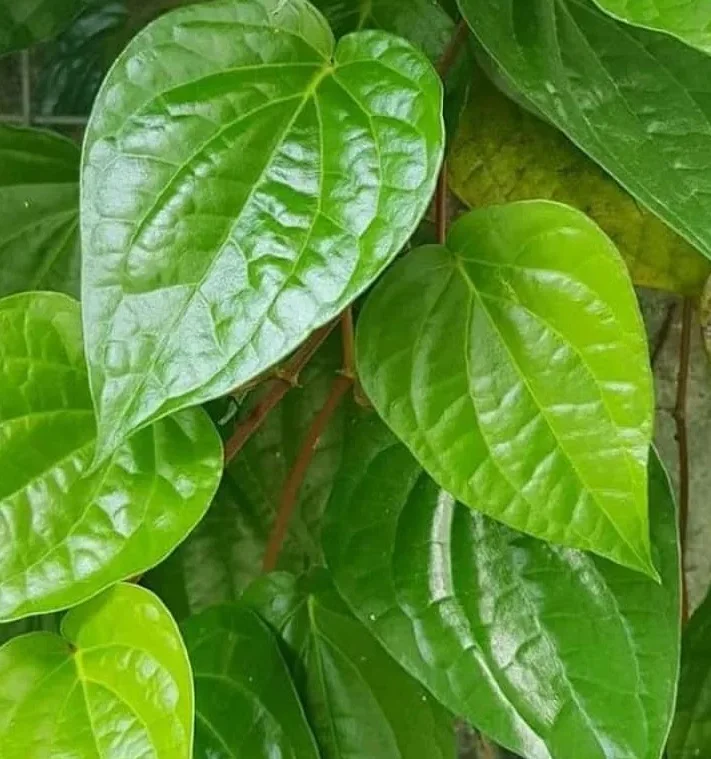 Obat Sakit Gigi Herbal
