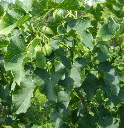 daun jarak