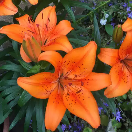 bunga lily
