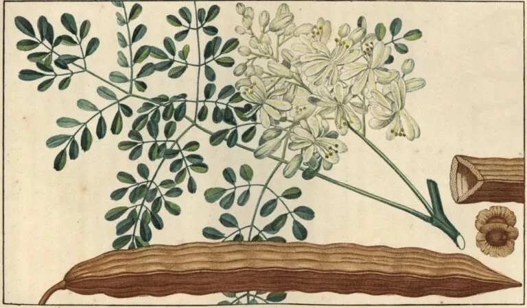 moringa oleifera