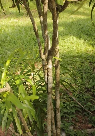 pohon zodia besar