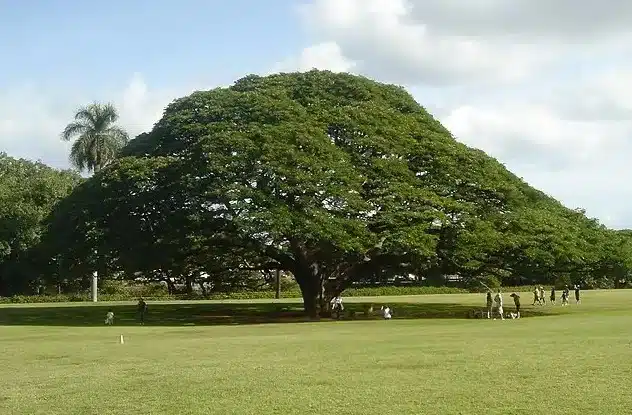 pohon trembesi