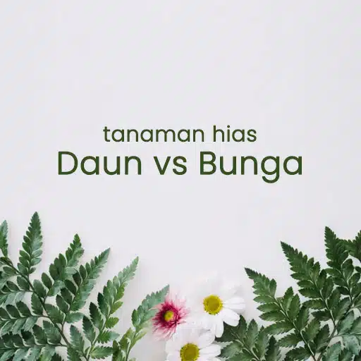 tanaman hias daun