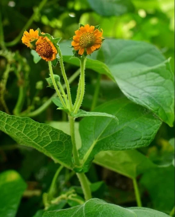 daun insulin