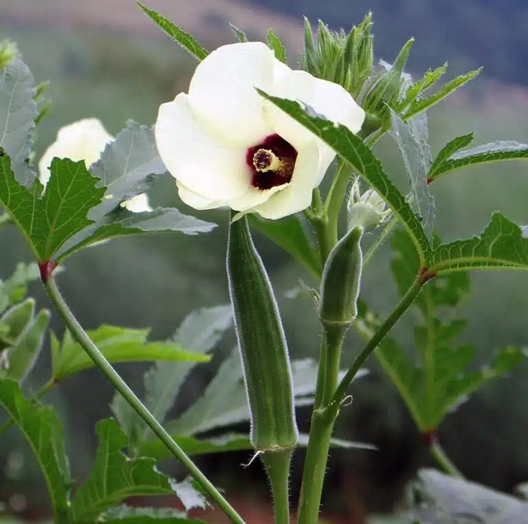 okra