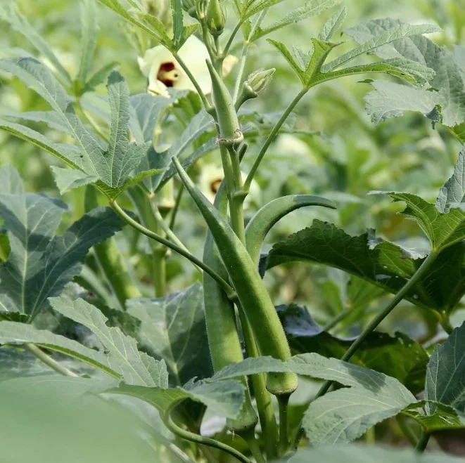 tanaman okra