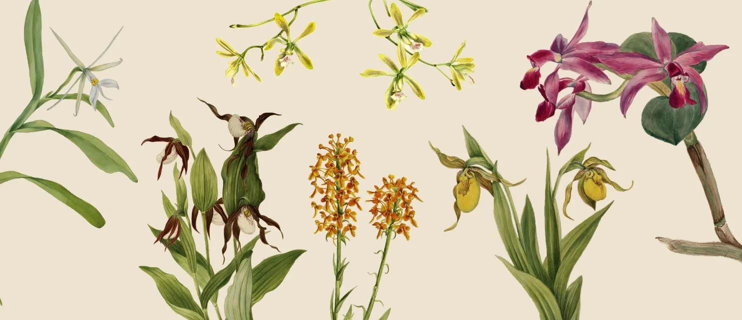 orchid