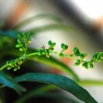 tetanam | Tanaman Zodia Pengusir Nyamuk Asli Indonesia tanaman zodia pengusir nyamuk