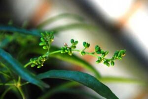 tanaman zodia pengusir nyamuk