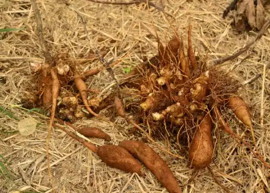 tanaman umbi daun insulin