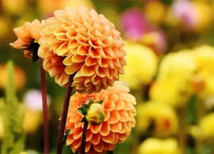 tetanam | Dahlia : Bunga Indah Simbol Kekuatan dan Kebajikan dahlia