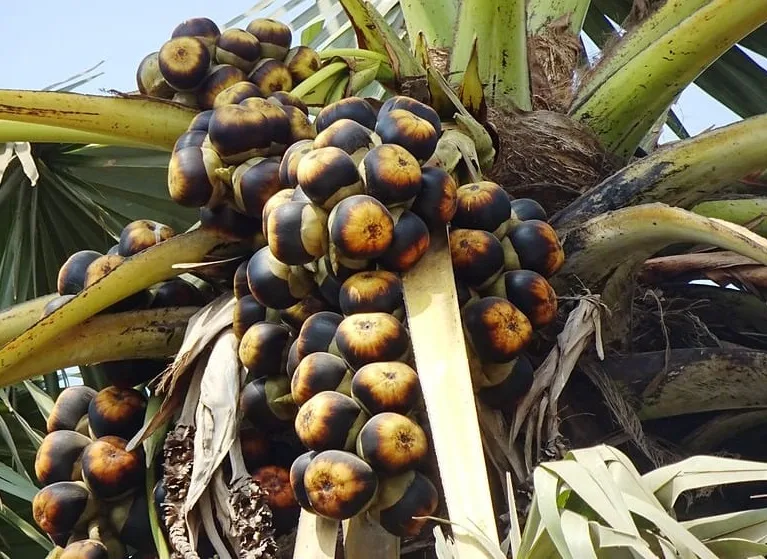 pohon buah lontar