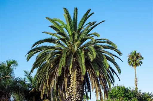 tetanam | Tanaman Palem: Dari Hias, Industri serta Pangan tanaman palem