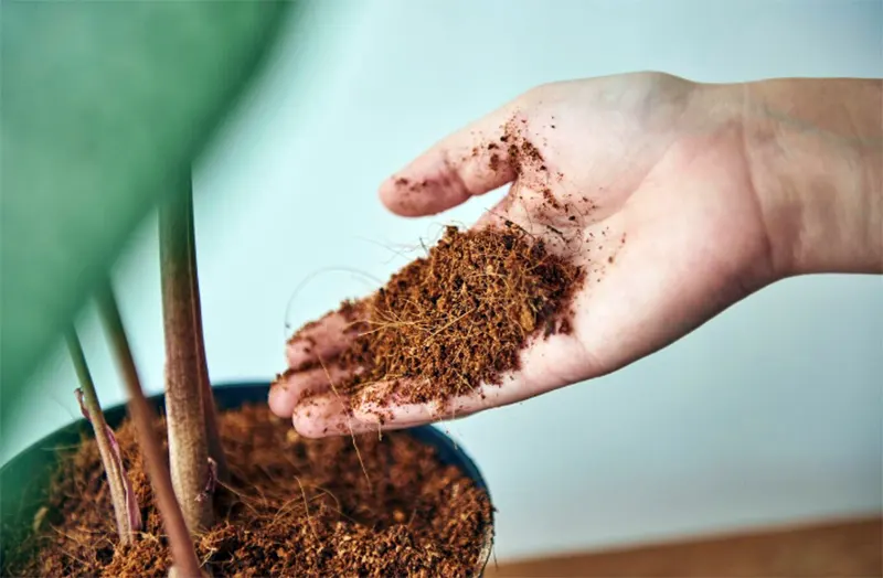 cocopeat adalah
