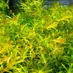 hydrilla