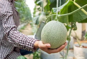 Melon : Buah Enak Kaya Vitamin Tepat untuk Hidrasi