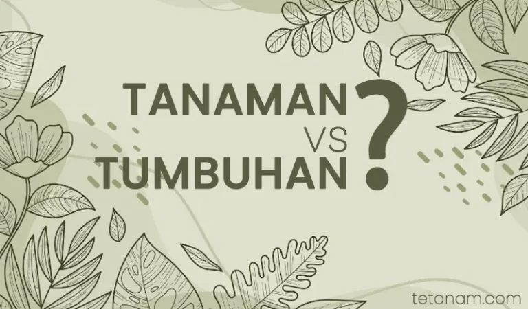 perbedaan tanaman dan tumbuhan