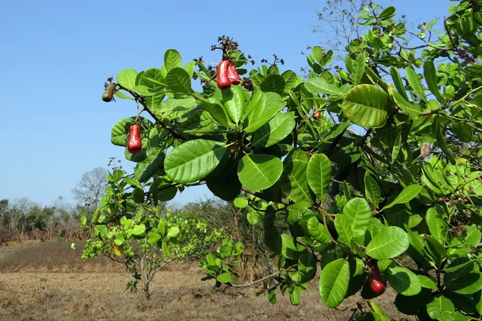 JAmbu Monyet kacang mede