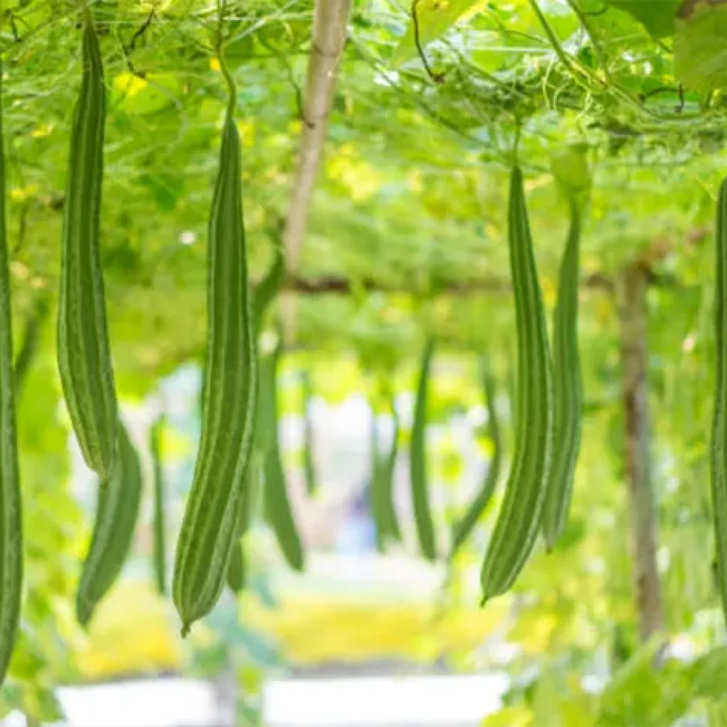 tetanam | Sayur Oyong atau Gambas: Sayur Kaya Vitamin C tetanam | Sayur Oyong atau Gambas: Sayur Kaya Vitamin C