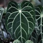 anthurium crystallinum adalah