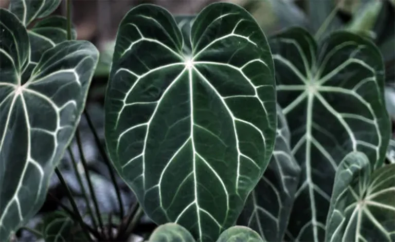 tetanam | Anthurium Crystallinum : Tanaman Hias Daun Cantik anthurium crystallinum adalah