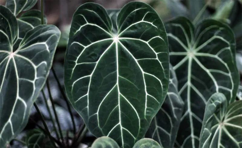 anthurium crystallinum adalah