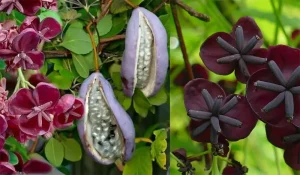 Mengenal Buah Akebia : Bunga Cantik Buah Unik