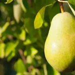 buah pear adalah