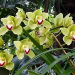 cymbidium adalah