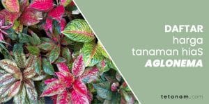 Daftar Harga Tanaman Hias Aglonema di Pasaran