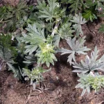 daun lokatmala adalah