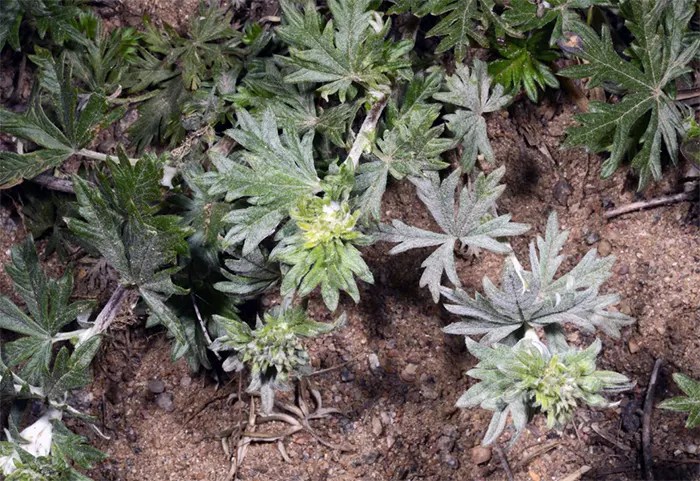 daun lokatmala adalah