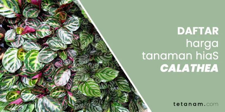 harga calathea