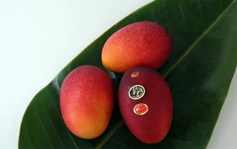 mangga miyazaki adalah