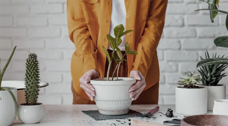 memilih pot tanaman